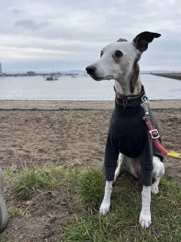 Jess, a whippet in a knitted jumper, sitting on the grass by the beach